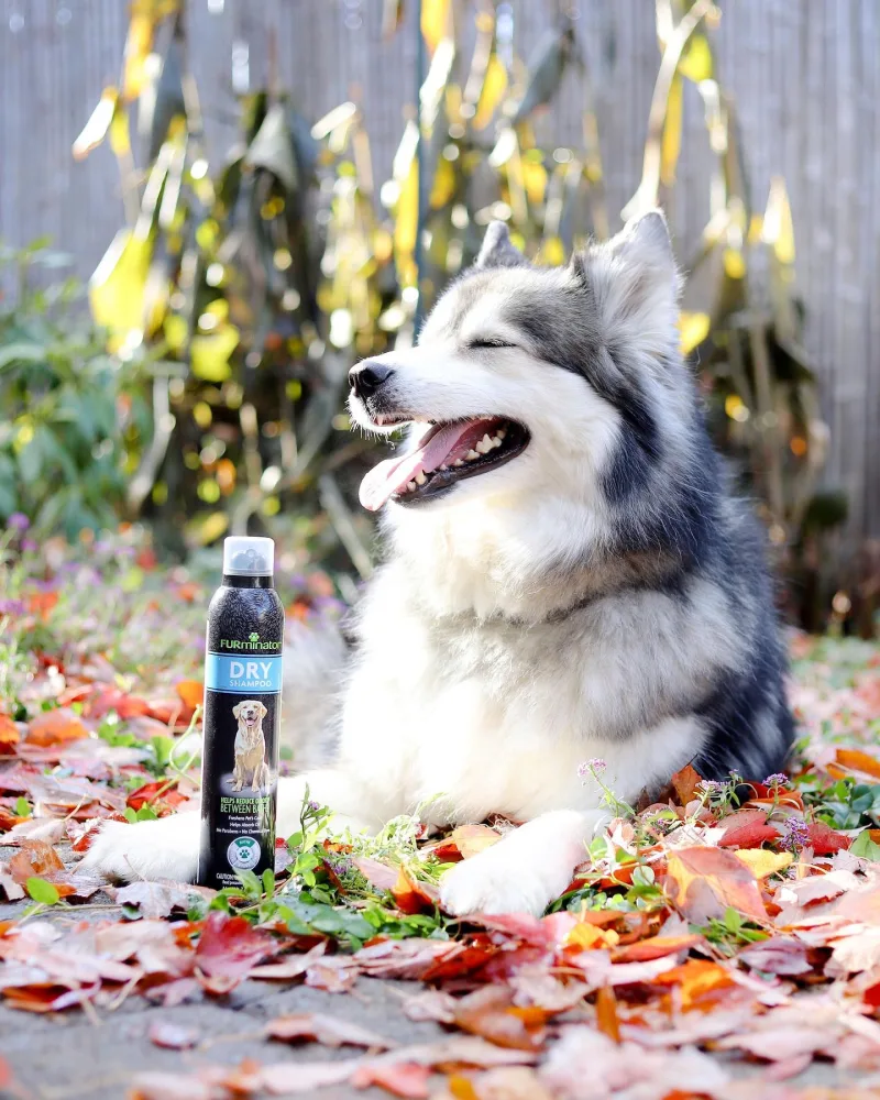 Smiling husky lying outside next to Furminator product